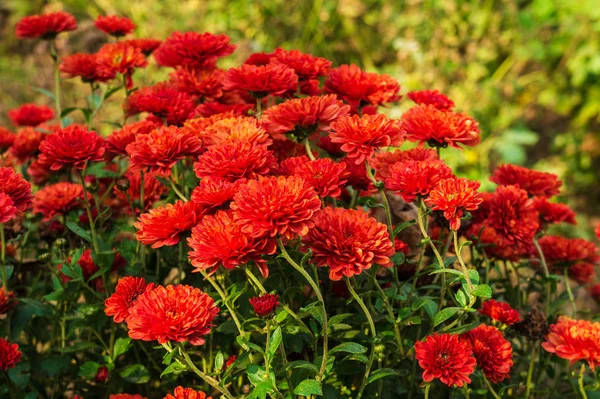 Прекрасная Осенняя Природа Ярко Цветущие Хризантемы — стоковое фото