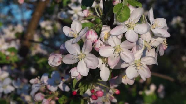 Το βίντεο είναι το άνθος της λευκά λουλούδια της apple την άνοιξη. — Αρχείο Βίντεο