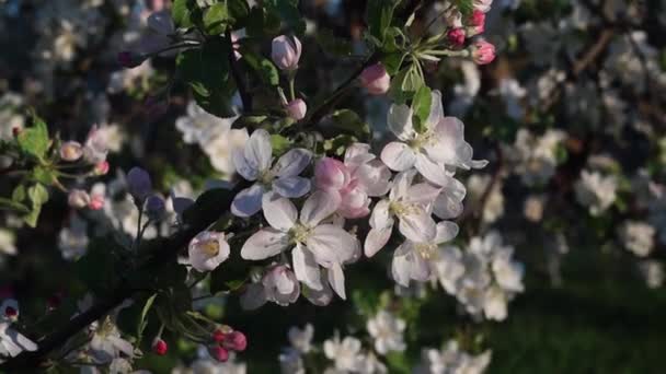 Видео - это цветок белых цветов яблока весной. . — стоковое видео
