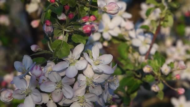 Video je květ bílé květy Apple na jaře. — Stock video