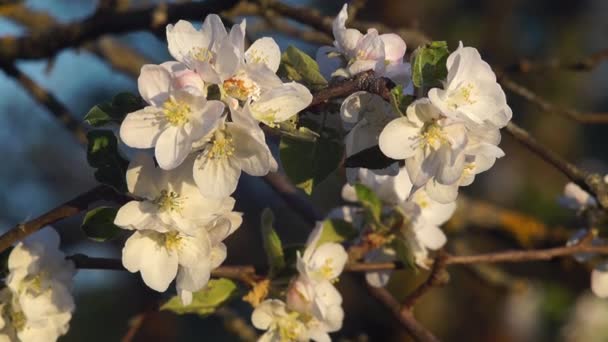 El video es la flor de las flores blancas de la manzana en la primavera . — Vídeos de Stock