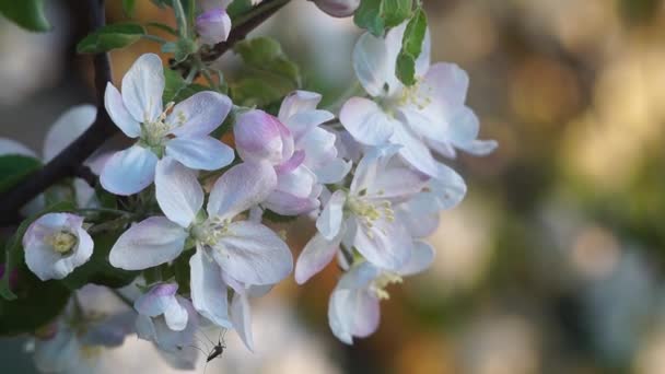 La vidéo est la fleur de fleurs blanches de la pomme au printemps .