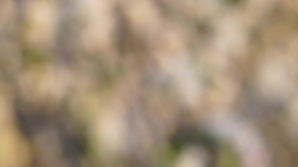 Le fond jaune est flou sur l'optique à forte intensité lumineuse 