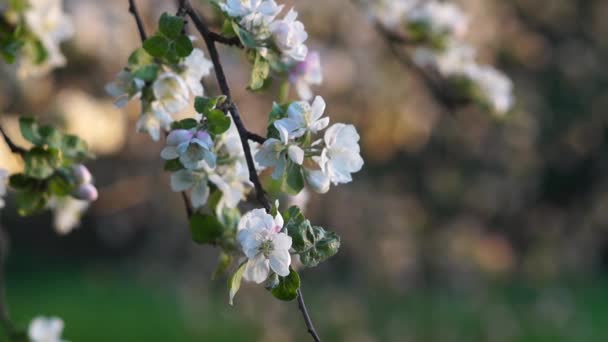 Відео Квітка Білих Яблунь Фонове Відео Копіювання Простору — стокове відео
