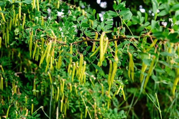 Maturation Des Graines Acacia Gousses Vertes Sur Arbre — Photo