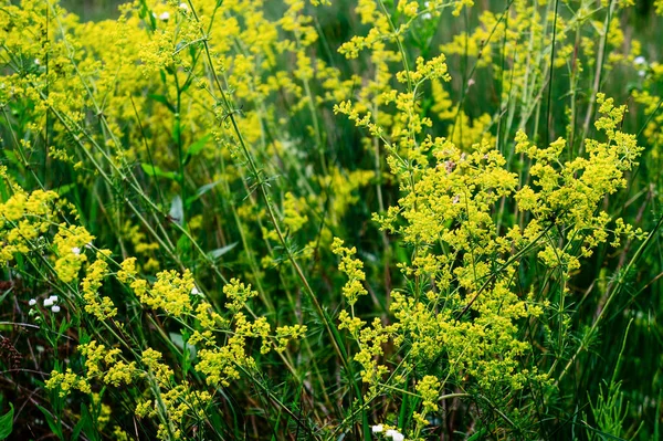 Grünes Gras Und Gelbe Blumen Sommerfarbe — Stockfoto