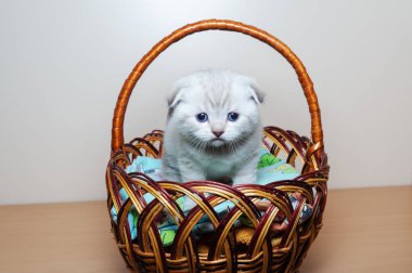Kedi İngiliz doğurmak. Bir sepet içinde oturuyor