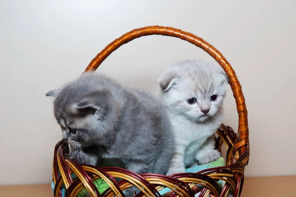 Cat British Breed Two Kittens — Stock Photo, Image