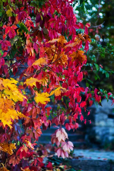 Осенние Листья Дереве Ярких Красок Желтый Красный — стоковое фото