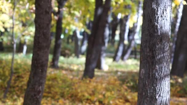Dziewczyna rzuca liści w parku jesień. — Wideo stockowe