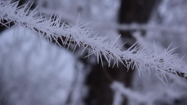 Vintervädret täcks träden. — Stockvideo