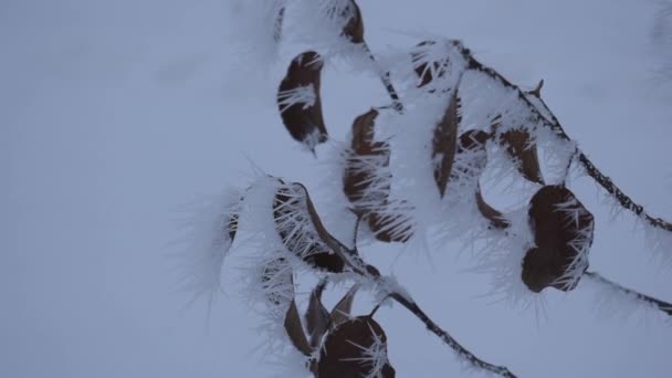 El clima invernal cubrió los árboles . — Vídeos de Stock