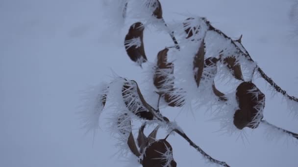 El clima frío invernal está en la rama. Hermoso invierno . — Vídeos de Stock