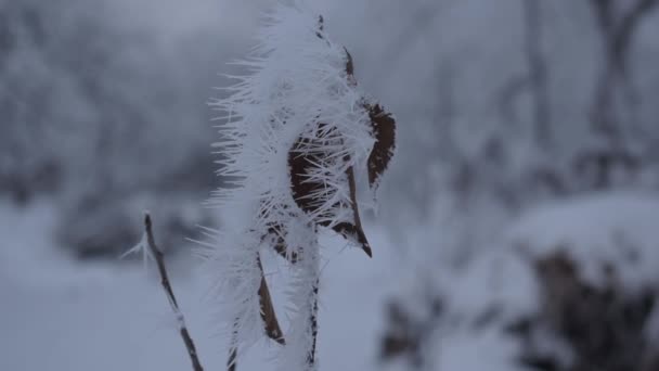 Le froid hivernal est sur la branche. Bel hiver . — Video