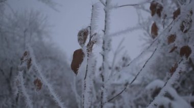Her şey beyaz sızlanan ile kaplıdır. Kış mevsimde.
