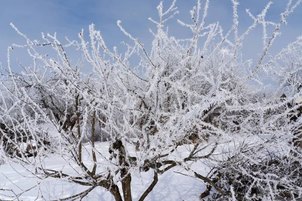 Дерева Покриті Білими Морозами Взимку — стокове фото