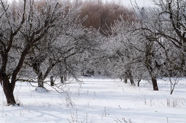 Gli Alberi Sono Coperti Gelo Bianco Inverno — Foto Stock