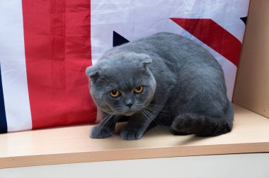 yavru İngiliz doğurmak bayrak arka planı