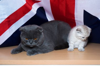 yavru İngiliz doğurmak bayrak arka planı