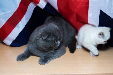 yavru İngiliz doğurmak bayrak arka planı