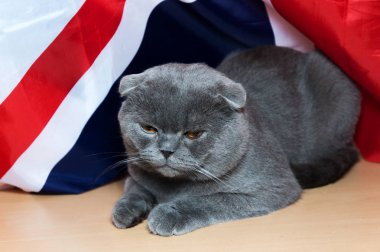 yavru İngiliz doğurmak bayrak arka planı