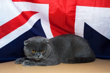 yavru İngiliz doğurmak bayrak arka planı