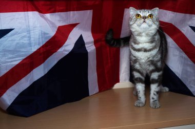 yavru İngiliz doğurmak bayrak arka planı