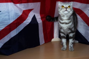 yavru İngiliz doğurmak bayrak arka planı