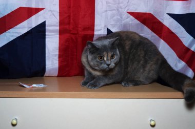 yavru İngiliz doğurmak bayrak arka planı