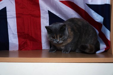 yavru İngiliz doğurmak bayrak arka planı