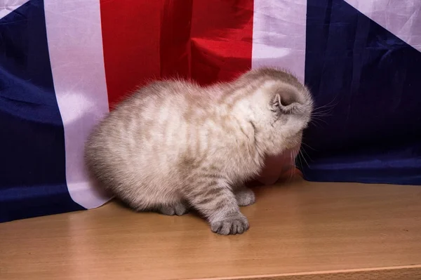 One Small Kitten Sits Background Flag — Stock Photo, Image