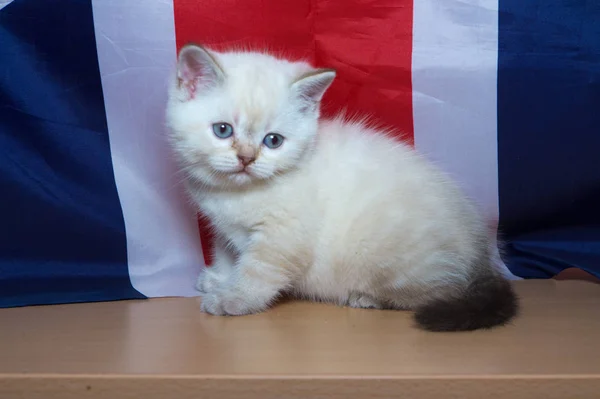 旗の背景に英国品種の子猫 — ストック写真