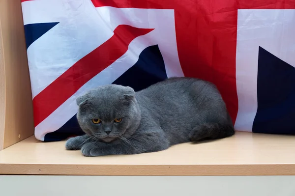 Kitten British Breed Background Flag — Stock Photo, Image