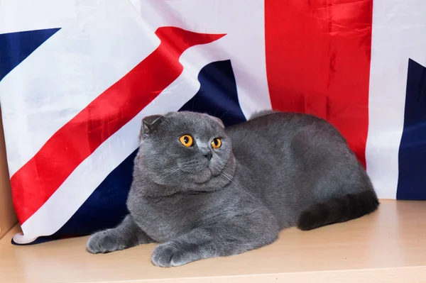 Gatito Raza Británica Fondo Bandera — Foto de Stock