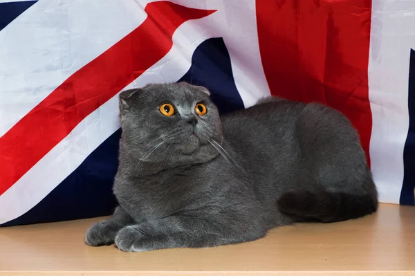 Kitten British Breed Background Flag — Stock Photo, Image