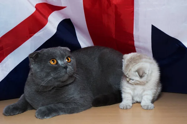 Gatinho Raça Britânica Contra Fundo Bandeira — Fotografia de Stock