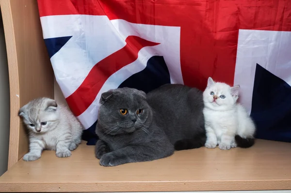 Gatito Raza Británica Fondo Bandera — Foto de Stock