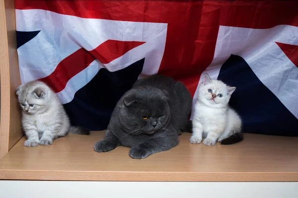 Gatito Raza Británica Fondo Bandera — Foto de Stock