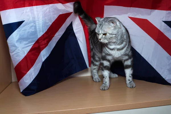 旗の背景に英国品種の子猫 — ストック写真