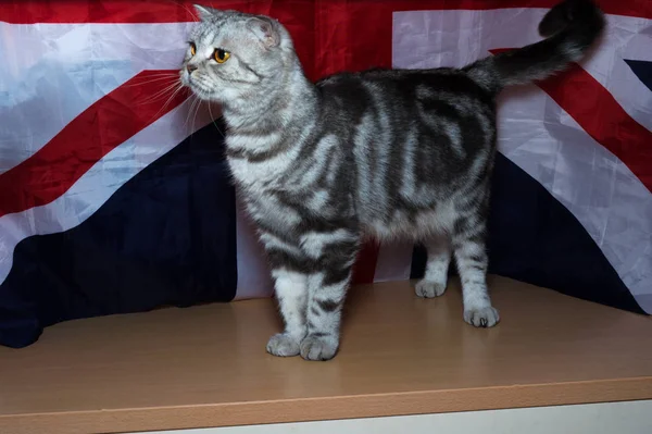 Kitten British Breed Background Flag — Stock Photo, Image