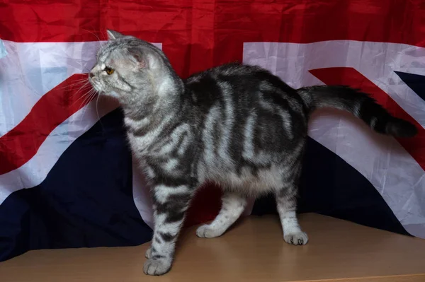Kitten British Breed Background Flag — Stock Photo, Image