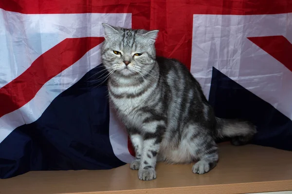 Kitten British Breed Background Flag — Stock Photo, Image