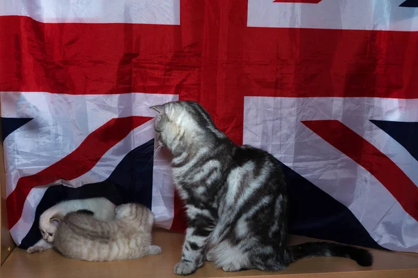 Kitten Britischer Rasse Vor Dem Hintergrund Der Flagge — Stockfoto