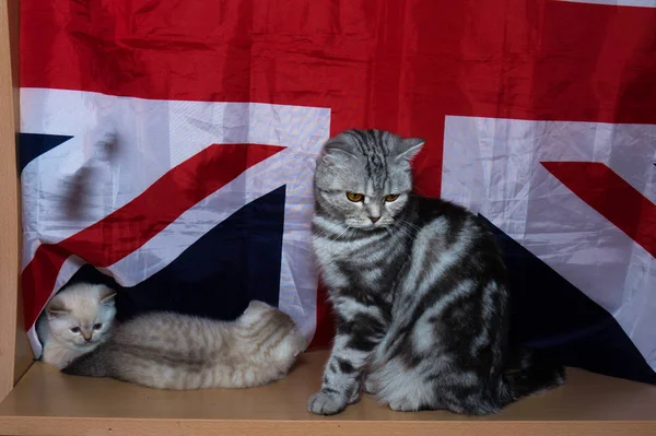 Gatito Raza Británica Fondo Bandera — Foto de Stock