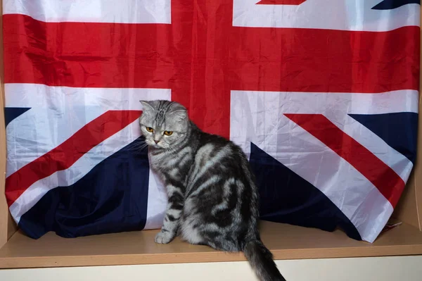 Kitten Britischer Rasse Vor Dem Hintergrund Der Flagge — Stockfoto