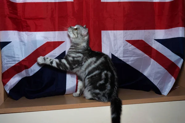 Gatinho Raça Britânica Contra Fundo Bandeira — Fotografia de Stock
