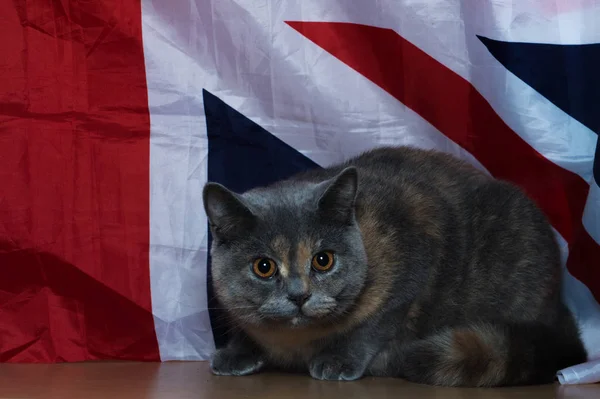 Gatinho Raça Britânica Contra Fundo Bandeira — Fotografia de Stock