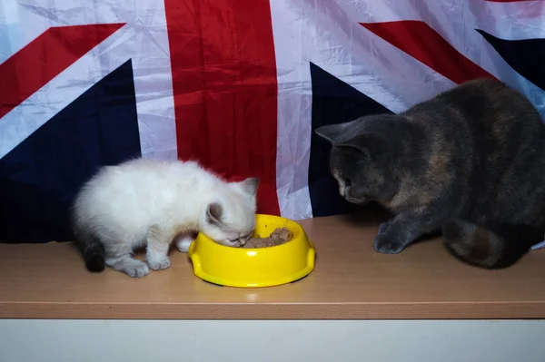 Británico Gato Crianza Comer Amarillo Posidy Alimentación — Foto de Stock