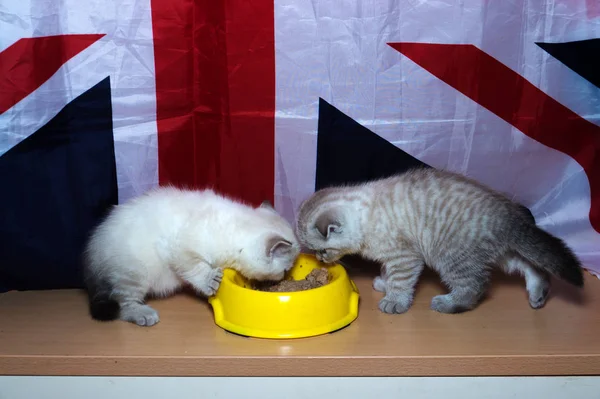 イギリスの猫の品種を食べる黄色 Posidy あなたのフィード — ストック写真