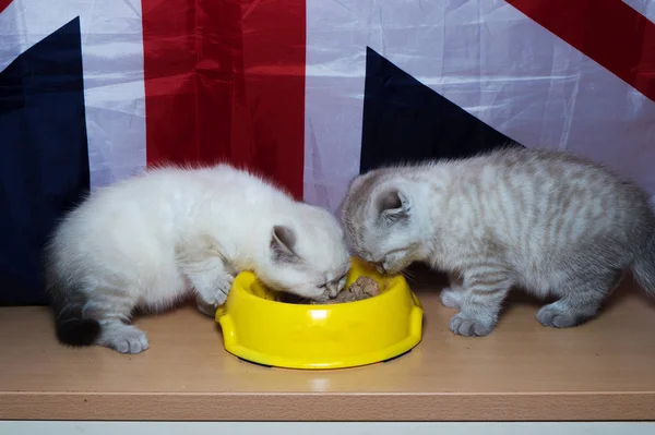 イギリスの猫の品種を食べる黄色 Posidy あなたのフィード — ストック写真